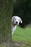 DOGUE ARGENTIN 269